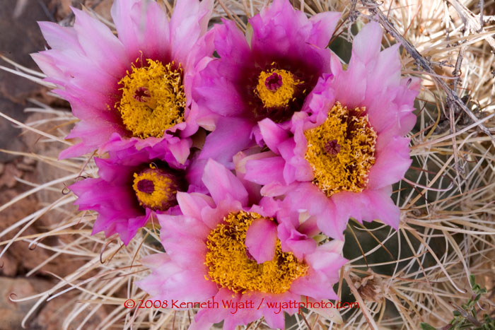 cactus, wildflower, flower, bloom, pink, desert, Utah photo